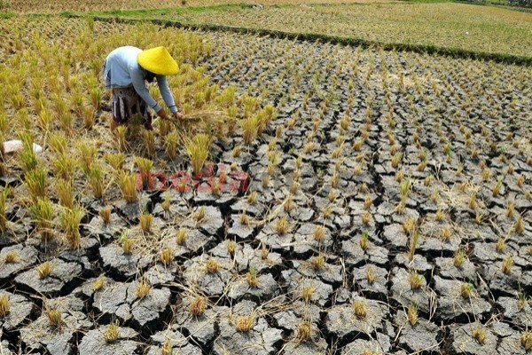 El Nino, 60.000 Ha Sawah Di RI Diprediksi Gagal Panen