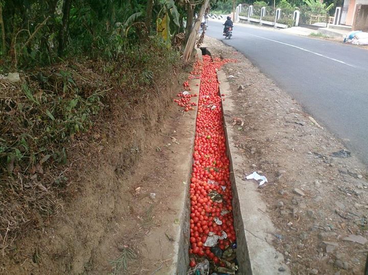 Berton-ton Panenan Tomat Gombong Masuk Selokan, Imbas Harga Anjlok