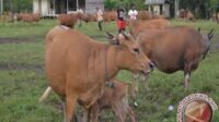 Kisah sapi di Indonesia
