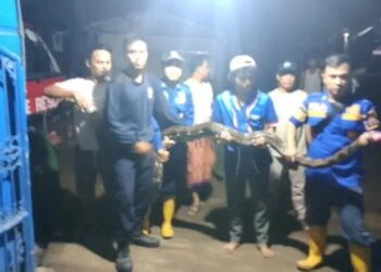 Heboh! Ada Ular di Plafon Sekolah, Damkar Turun Tangan