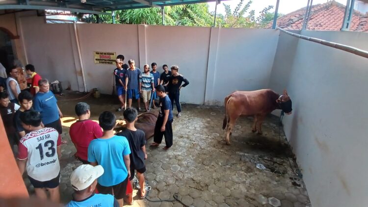 LDII Pemalang Sembelih Ratusan Hewan Kurban