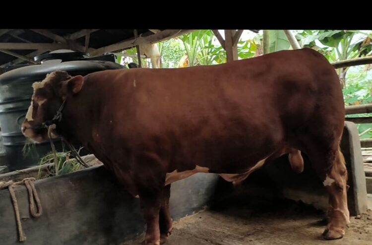 Cerita Peternak Pemalang, Sapinya Dibeli Presiden untuk Kurban