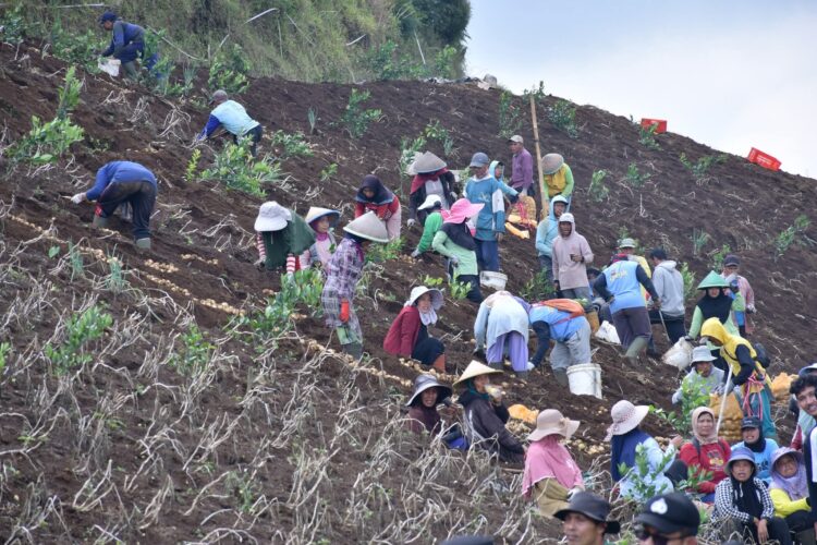 Kentang Berpeluang Jadi Komoditas Potensial Pemalang