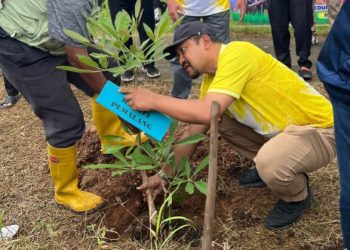 Bupati Anom Widiyantoro sedang Menanam Pohon.