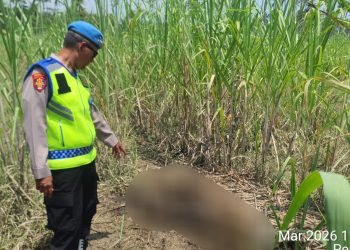Geger! Penemuan Kerangka Manusia Diduga ODGJ di Kebun Tebu