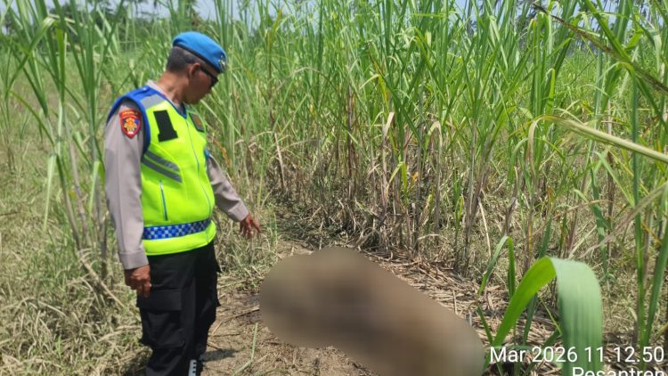 Geger! Penemuan Kerangka Manusia Diduga ODGJ di Kebun Tebu