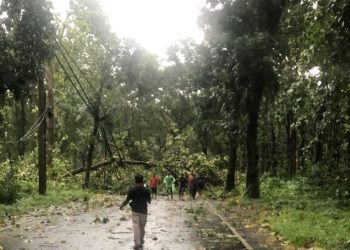 Pohon Roboh, Jalan Provinsi Pemalang-Purbalingga Lumpuh