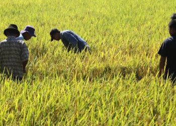 Sektor Pertanian Pemalang Rentan Terpengaruh El Nino